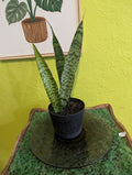 Snake plant