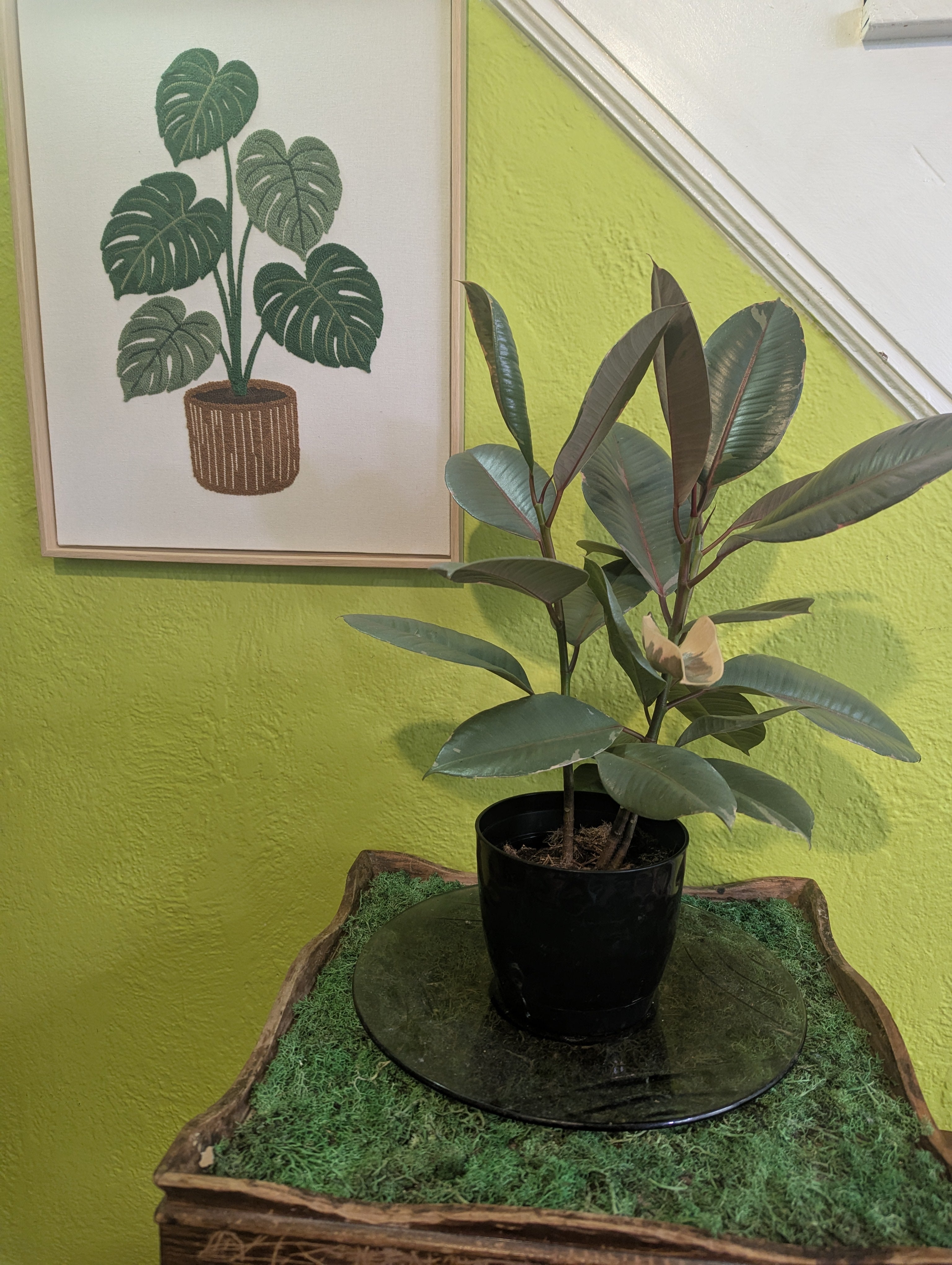Ficus Elastica