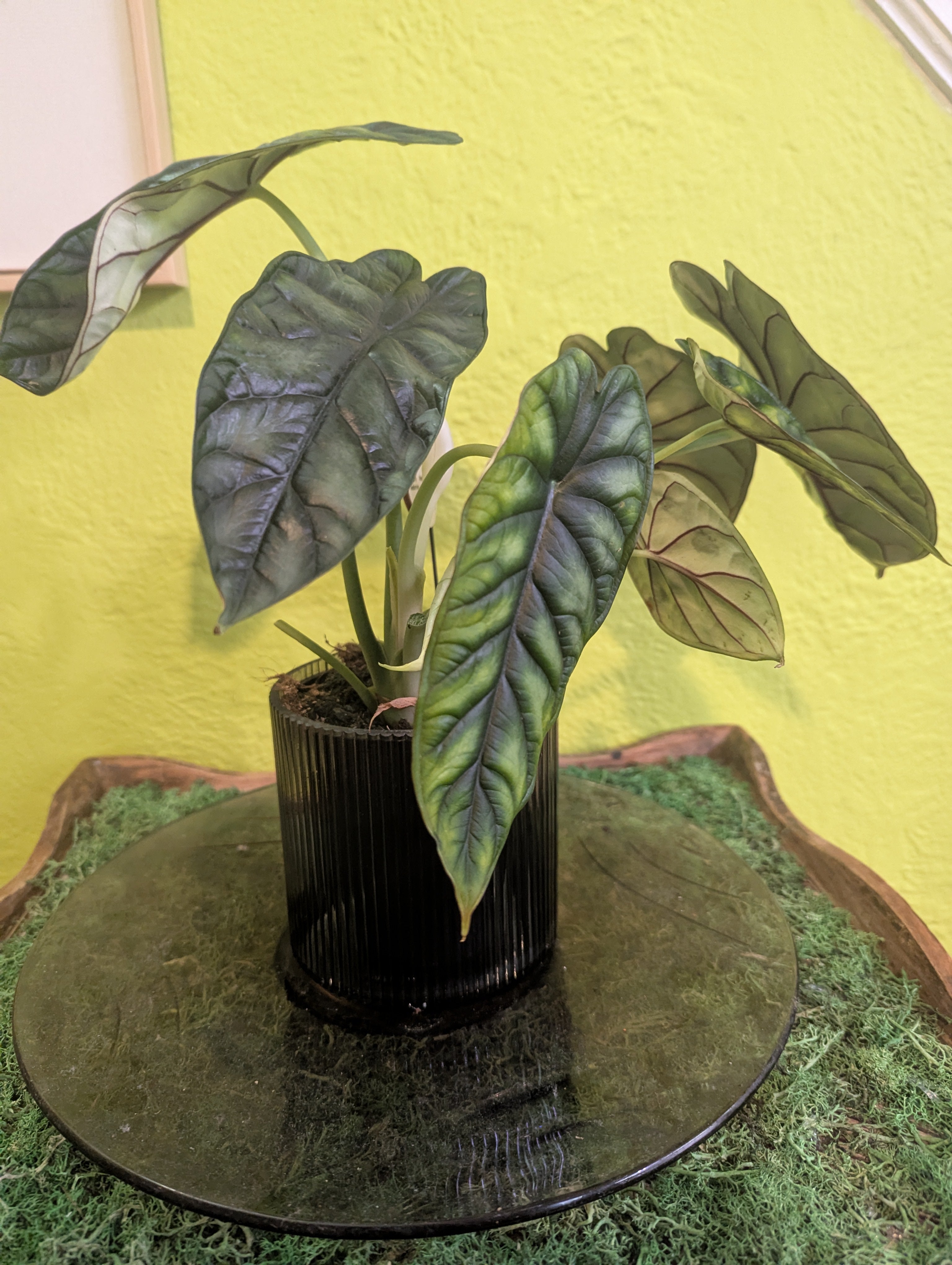 Alocasia Dragon Scale